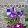 African Violet – 4″ Pot